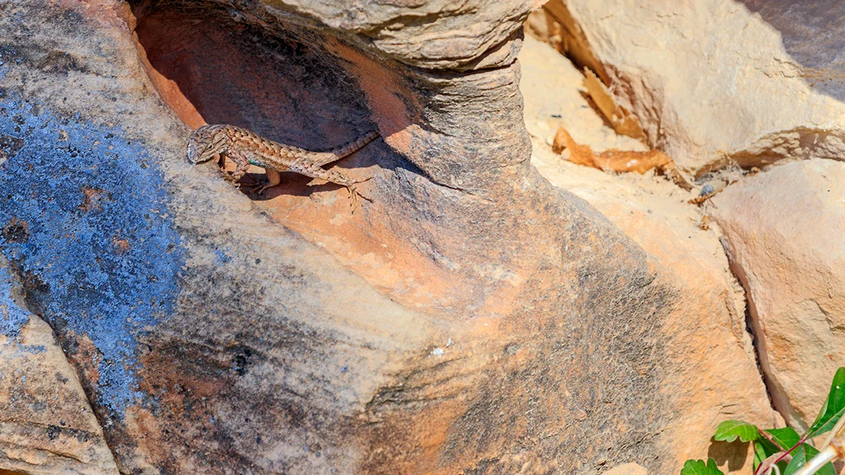 Sagebrush lizard