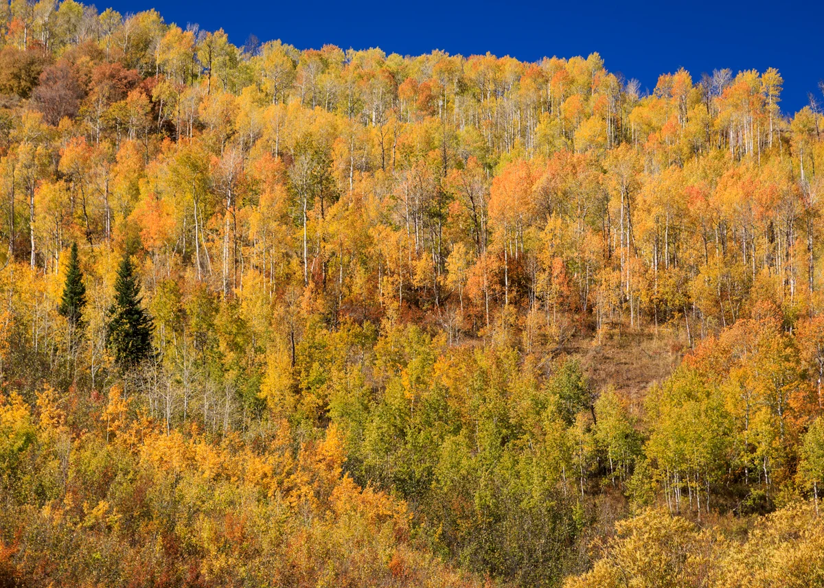 Aspen ridgeline