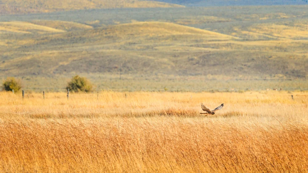 Northern Harrier
