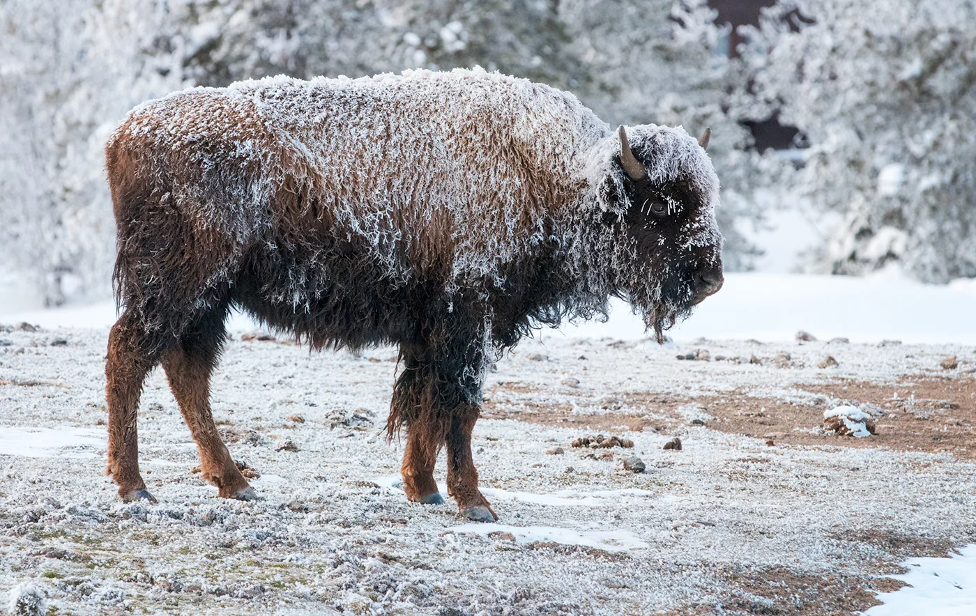 Frost-covered yearling