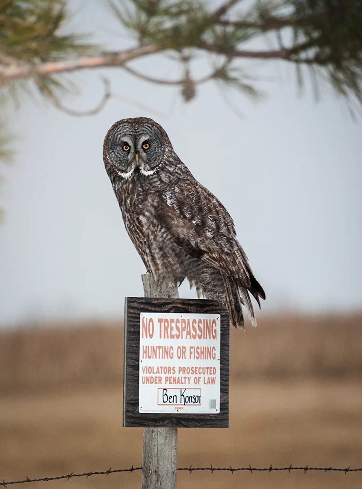 Great Gray Owl, Aitken County, Minnesota
