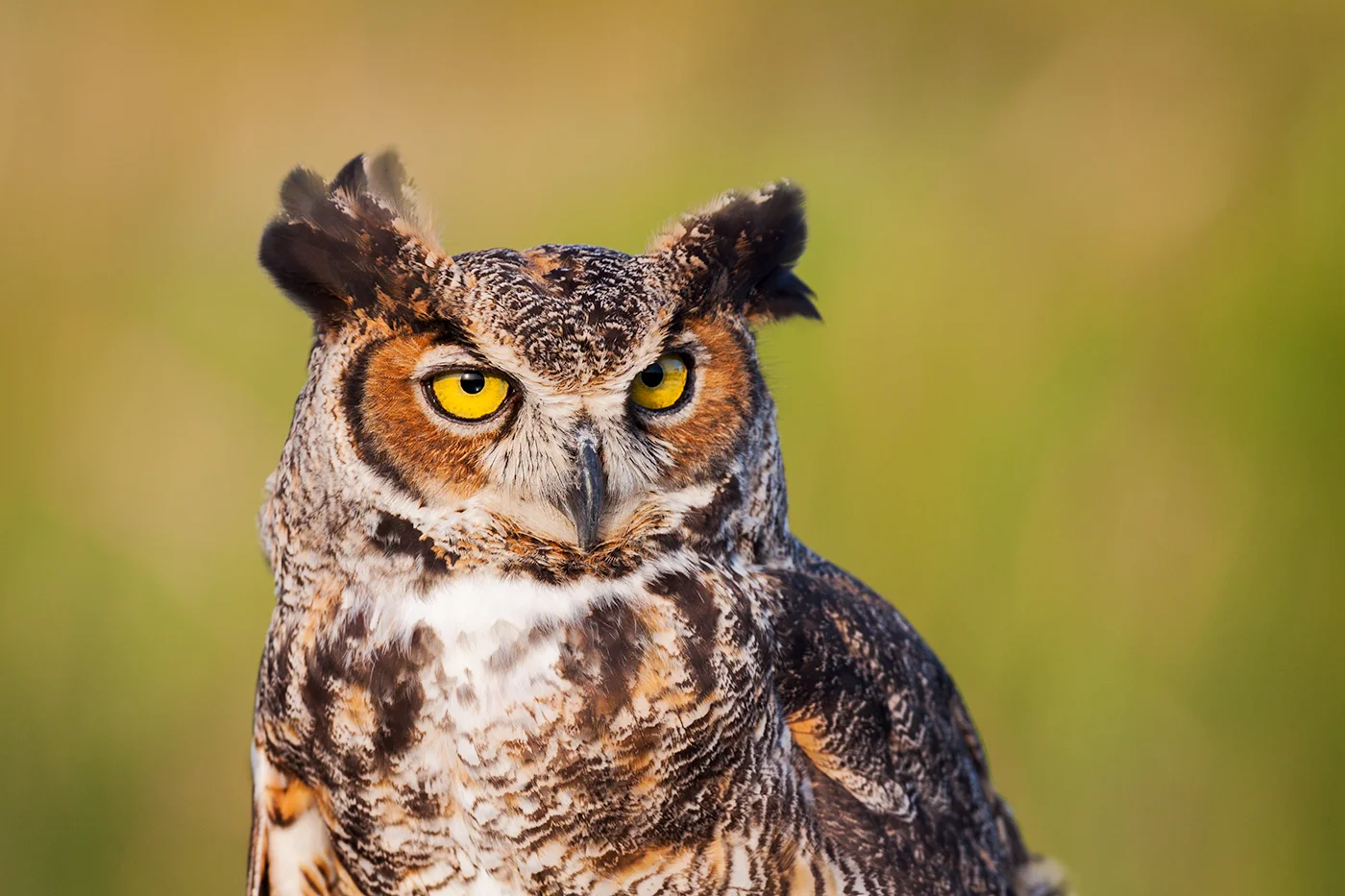 Eastern Screech Owl