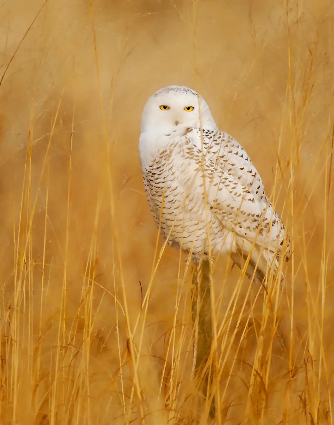 Snowy Owl, Montrose Harbor, Chicago, IL