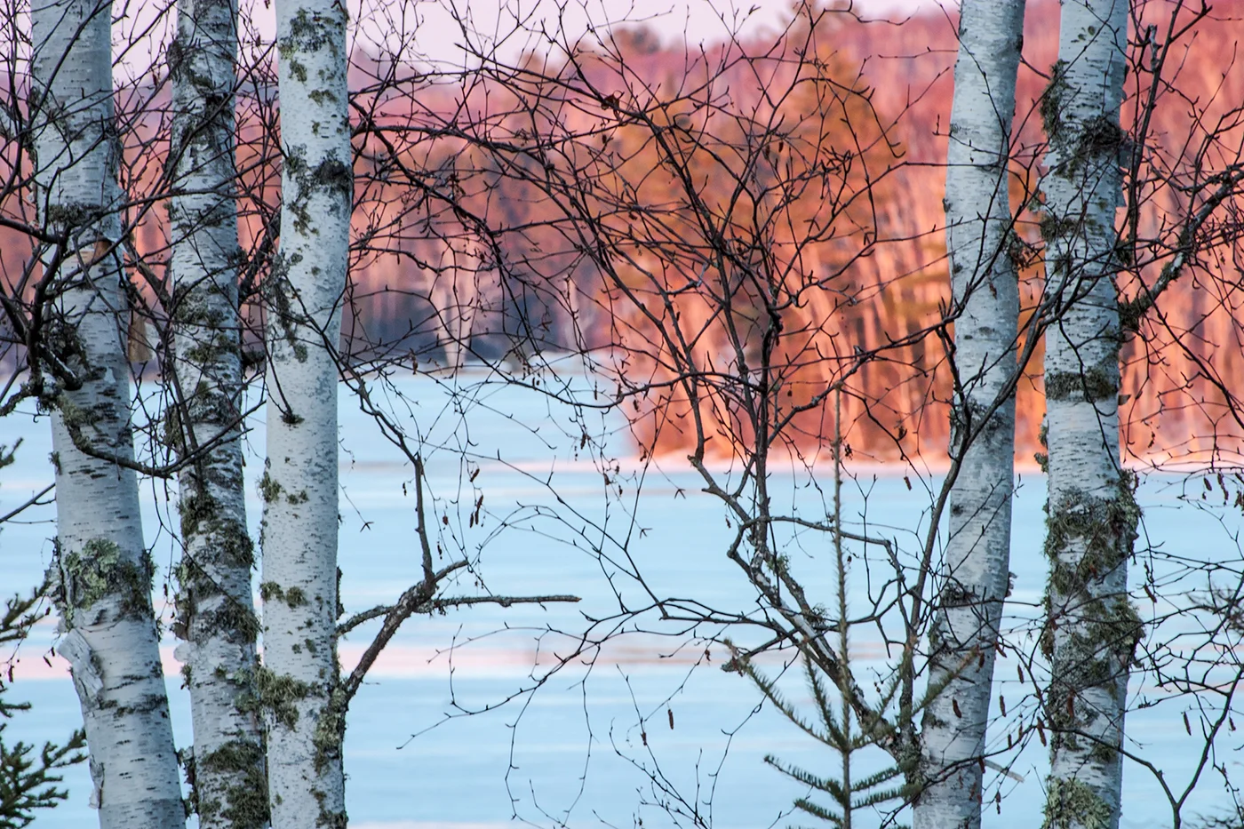 Bear Lake through the birches