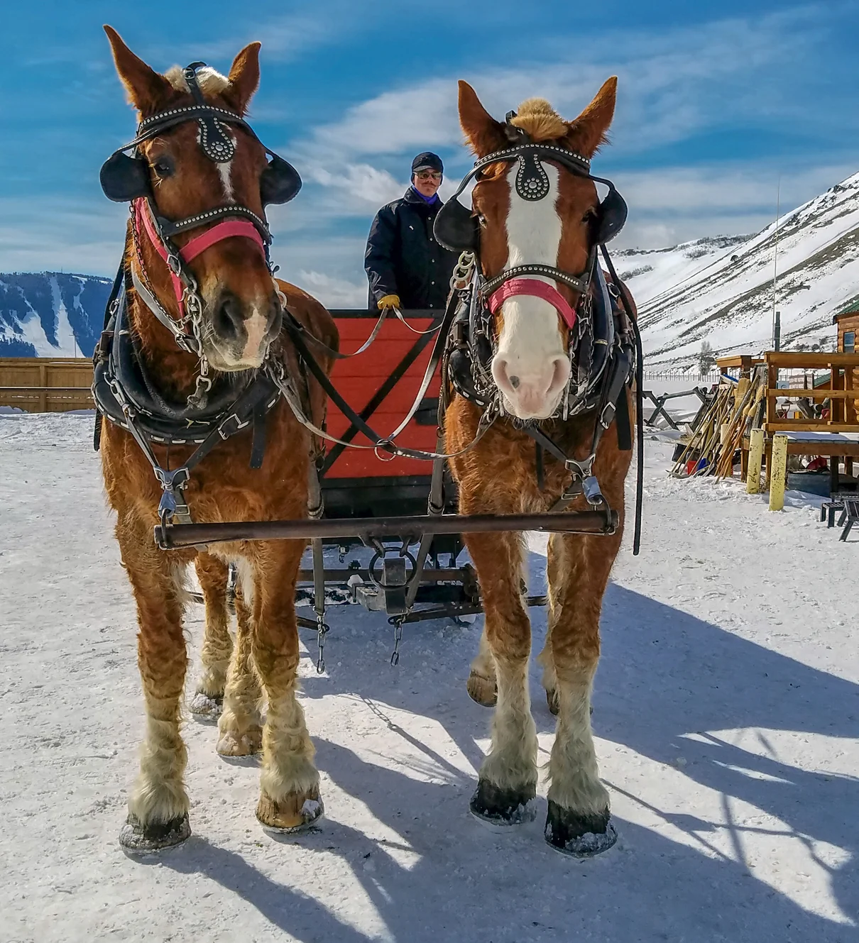 Horse drawn sleigh, National Elk Refuge, Wyoming