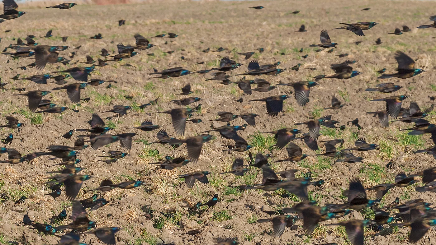 European Starlings