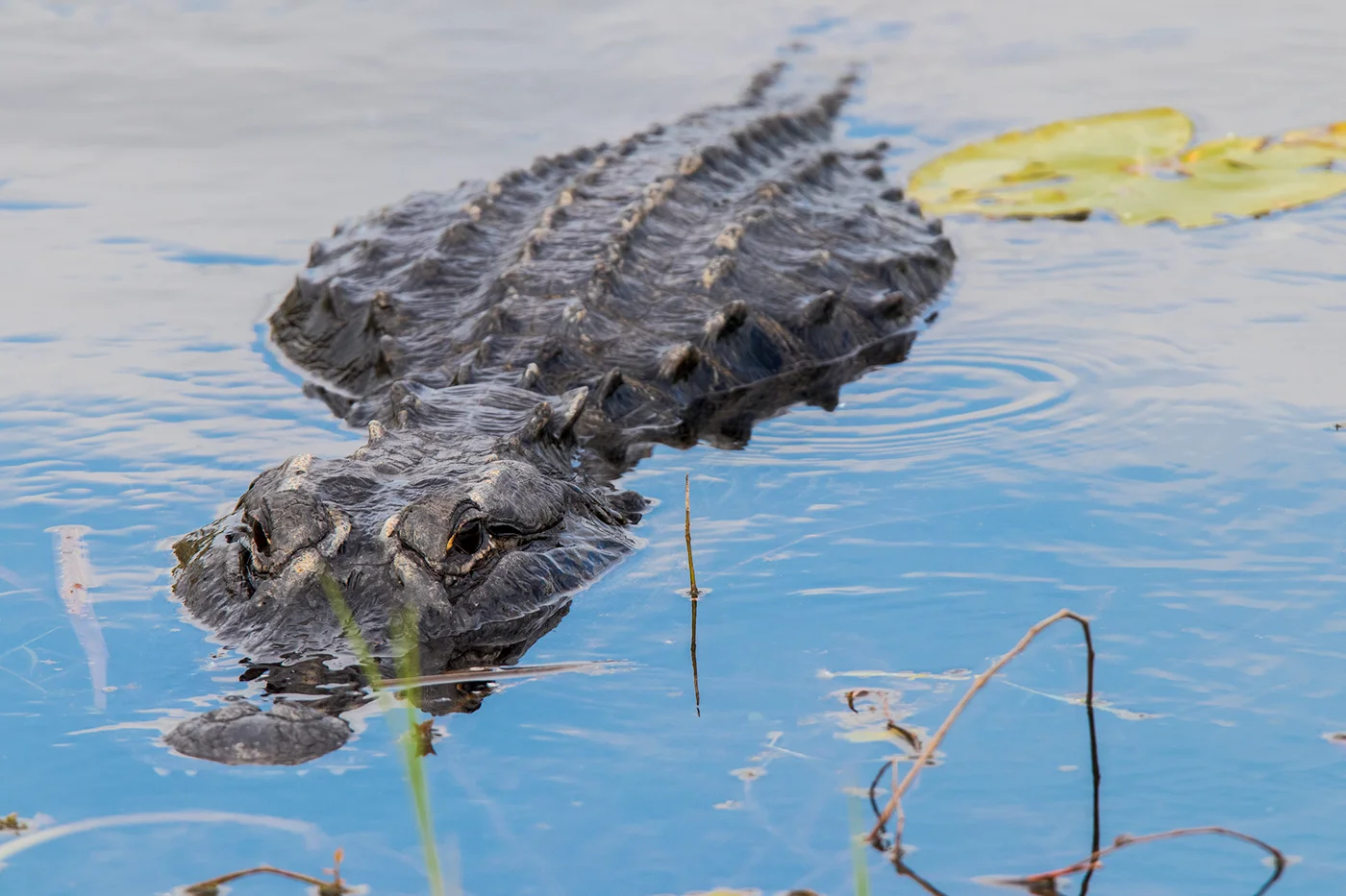 American Aligator