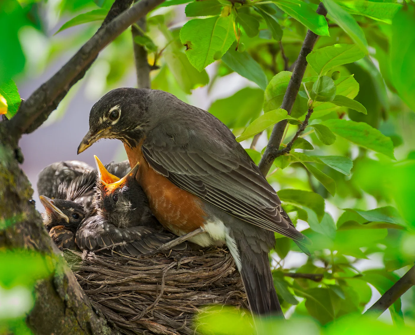 American Robin