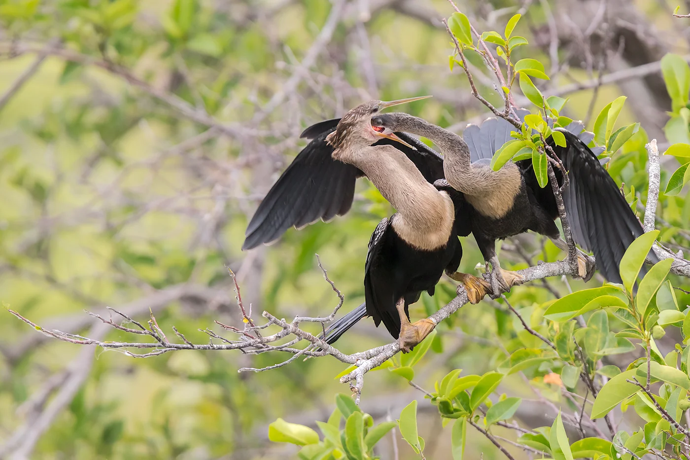 Anhinga feeding