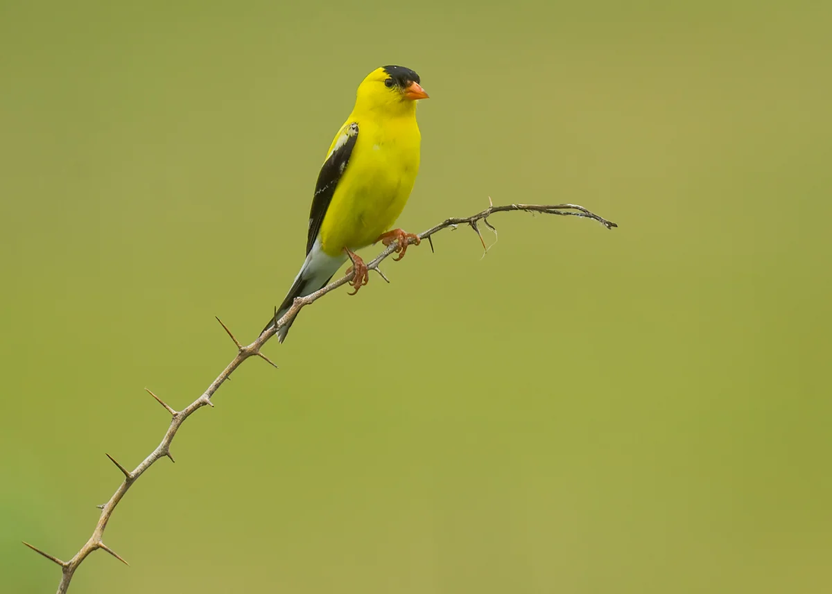 Goldfinch in a thorny situation