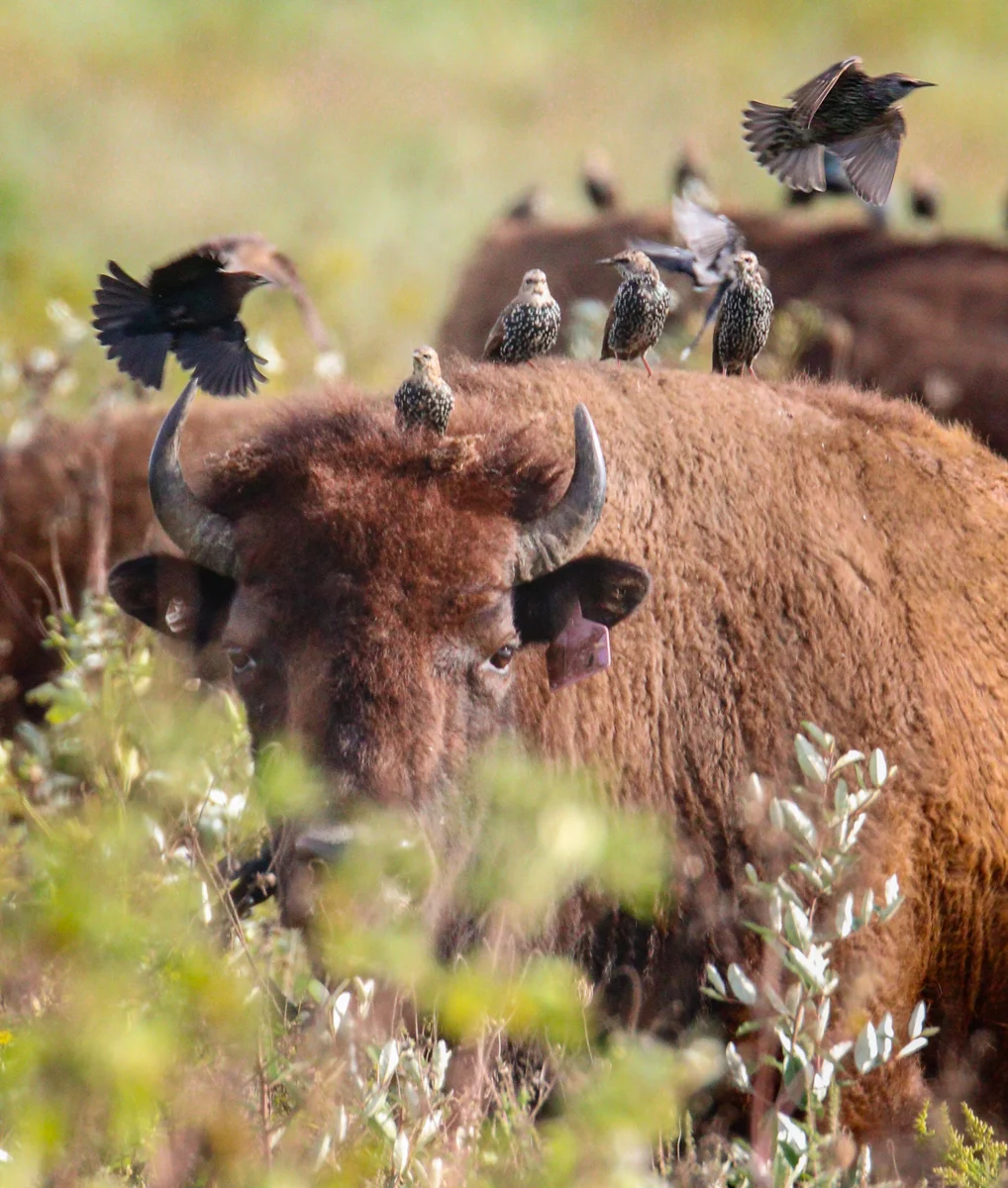 Cowbirds on Bison