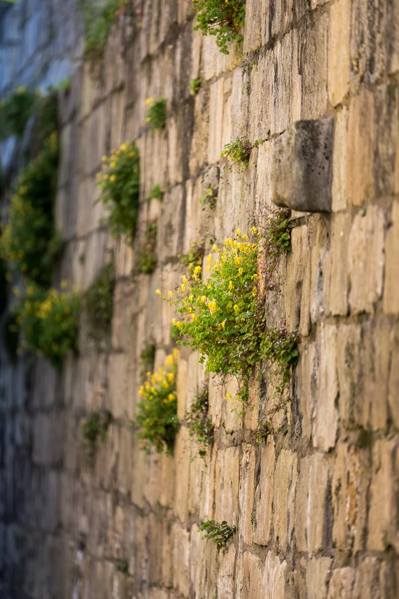 York wall large flowers (13 of 1).jpg