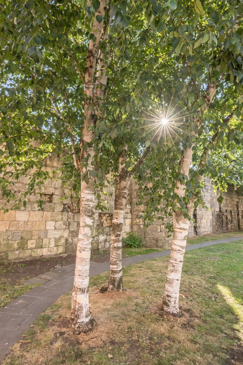 Attackers preparing to birch the wall