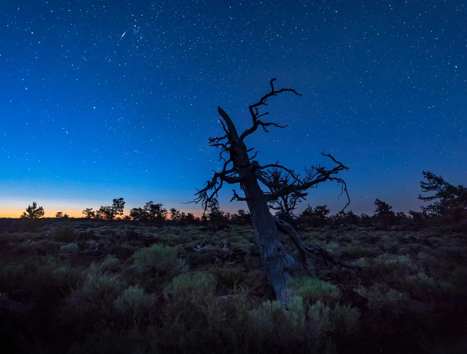 Early morning on Devils Orchard Trail