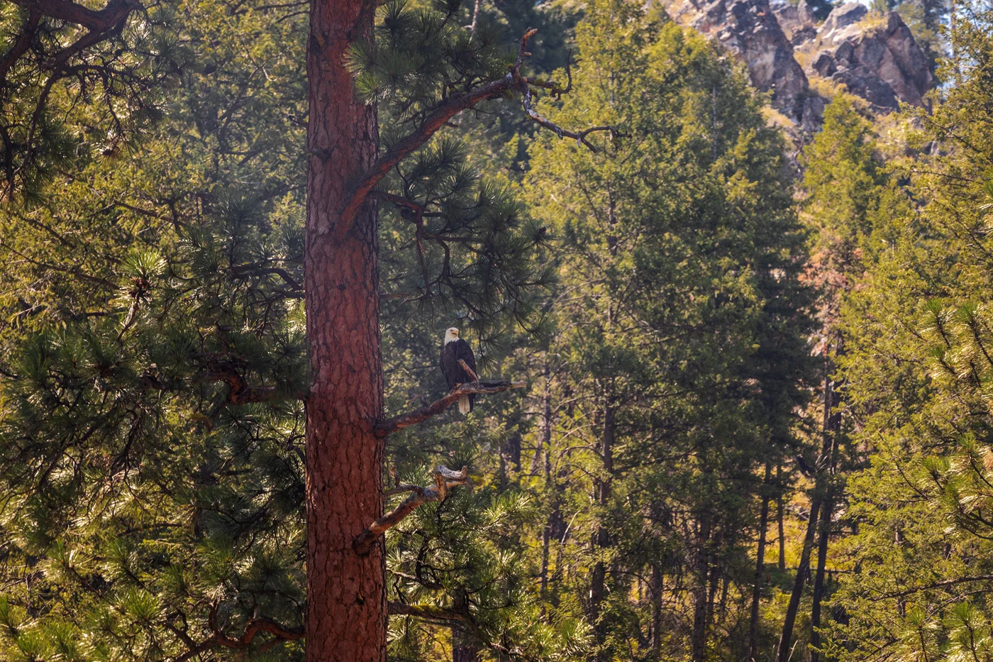 American Bald Eagle