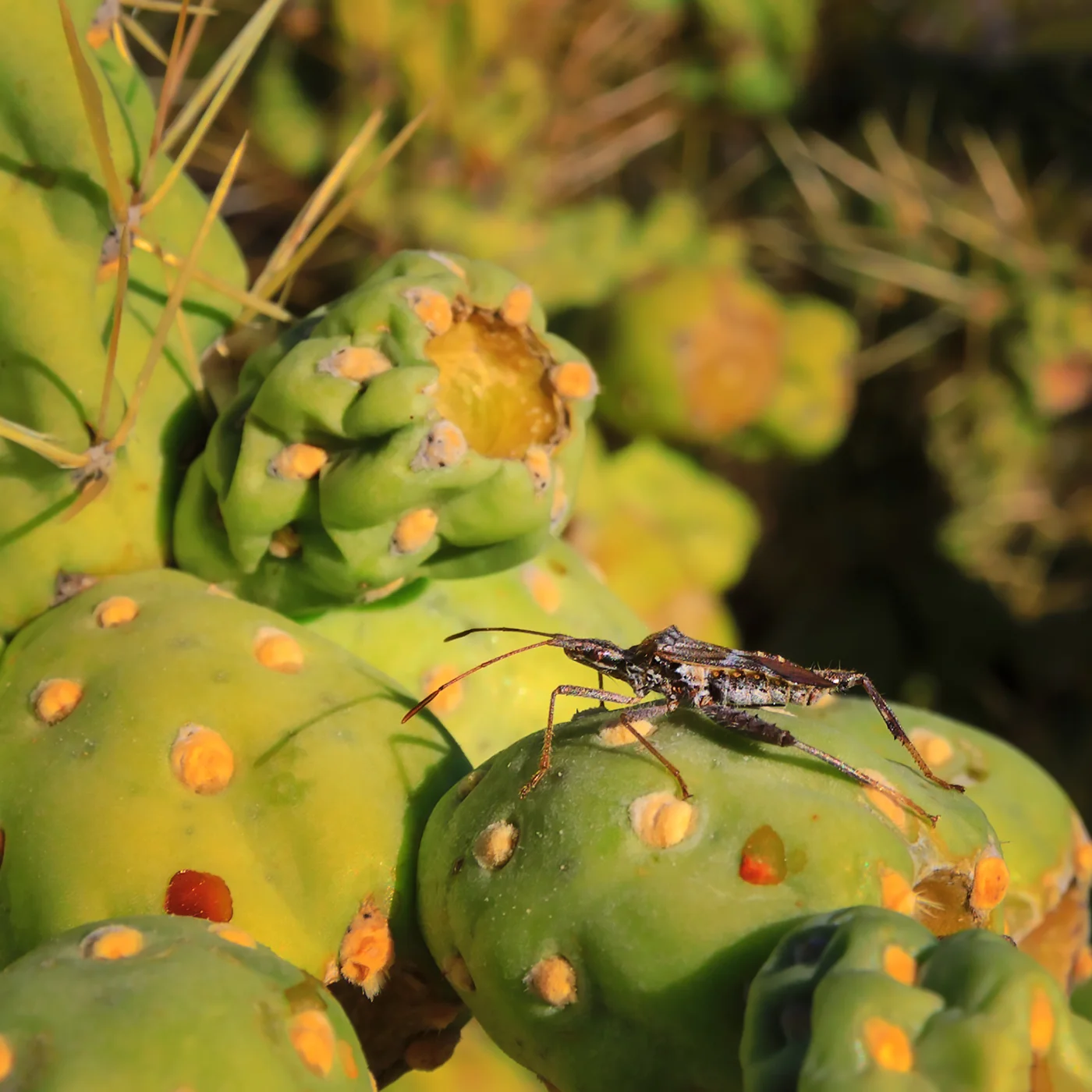 Saguaro NP E 125 bug web.jpg