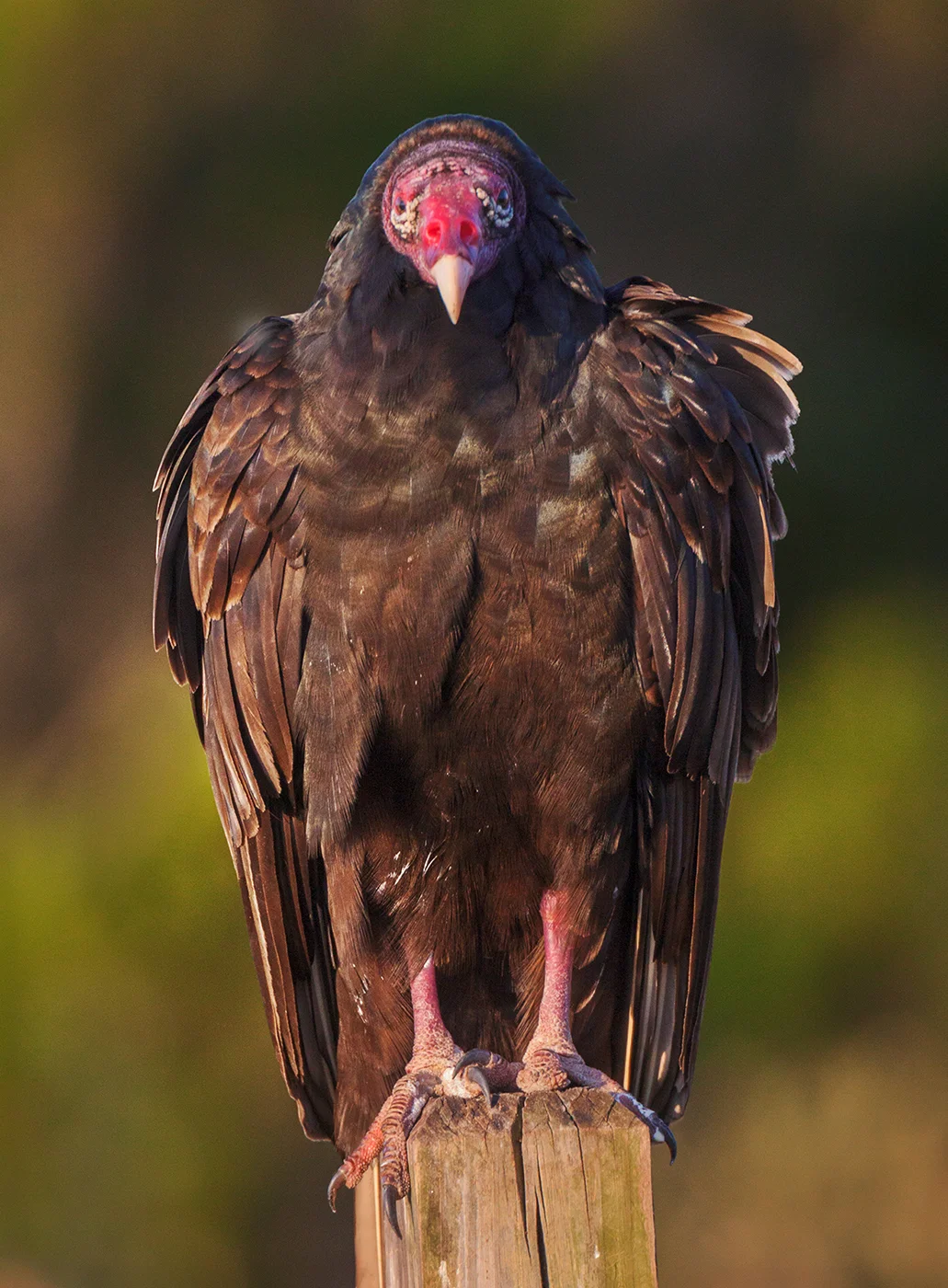 Turkey Vulture, Canaveral National Seashore