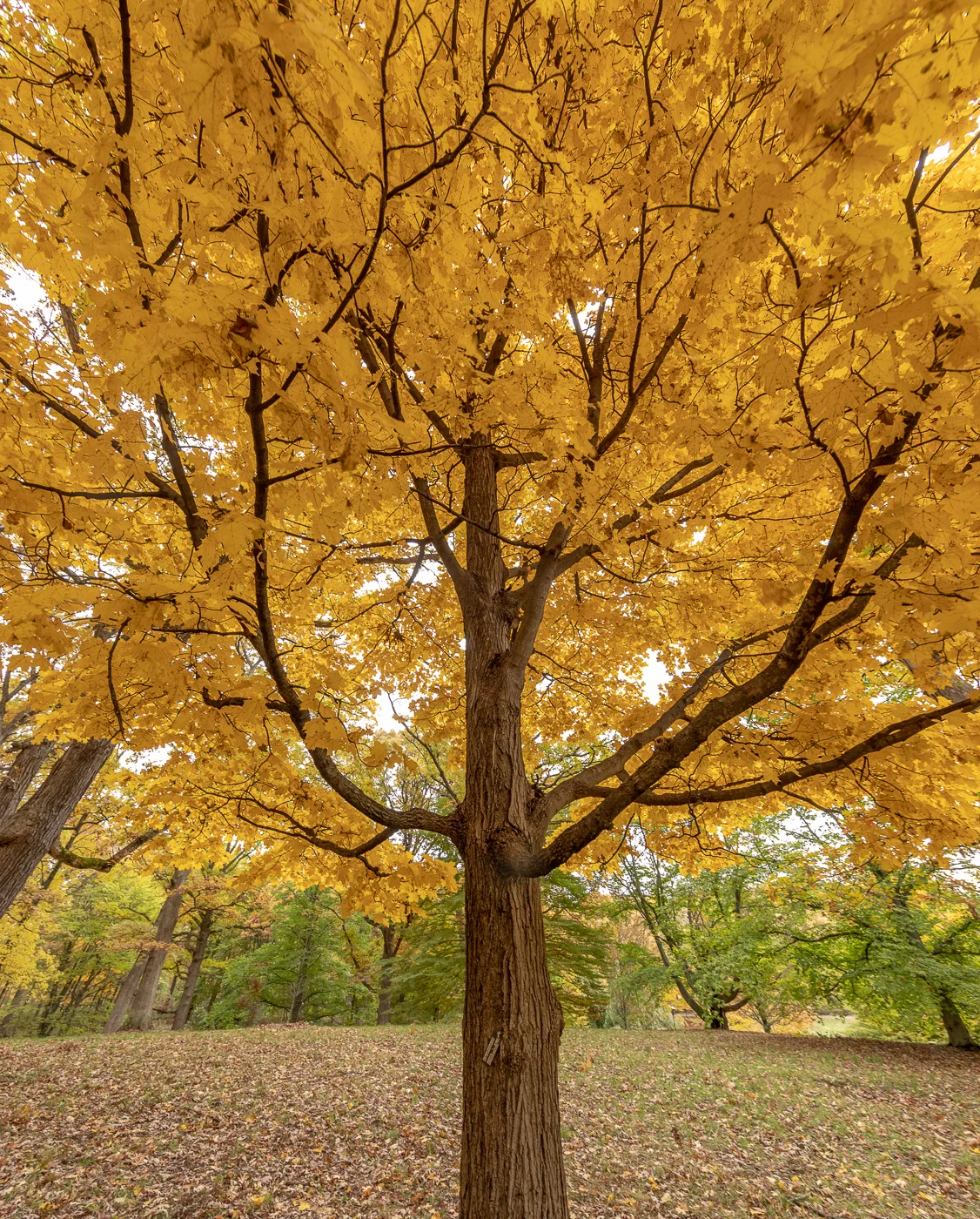 Under the Maple tree