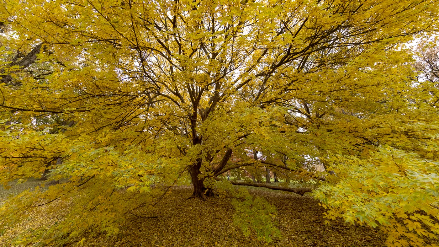 Yellow explosion I