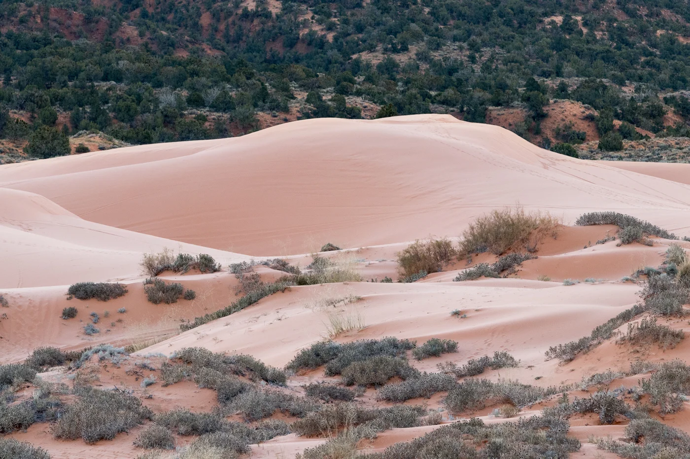 Coral Pink Sand Dunes State Park, Utah