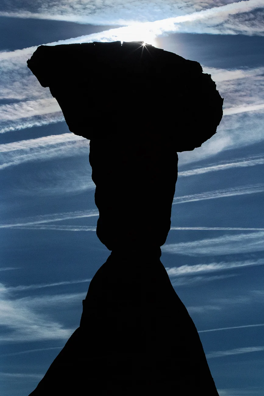 Toadstools-silhoute web 0312.jpg