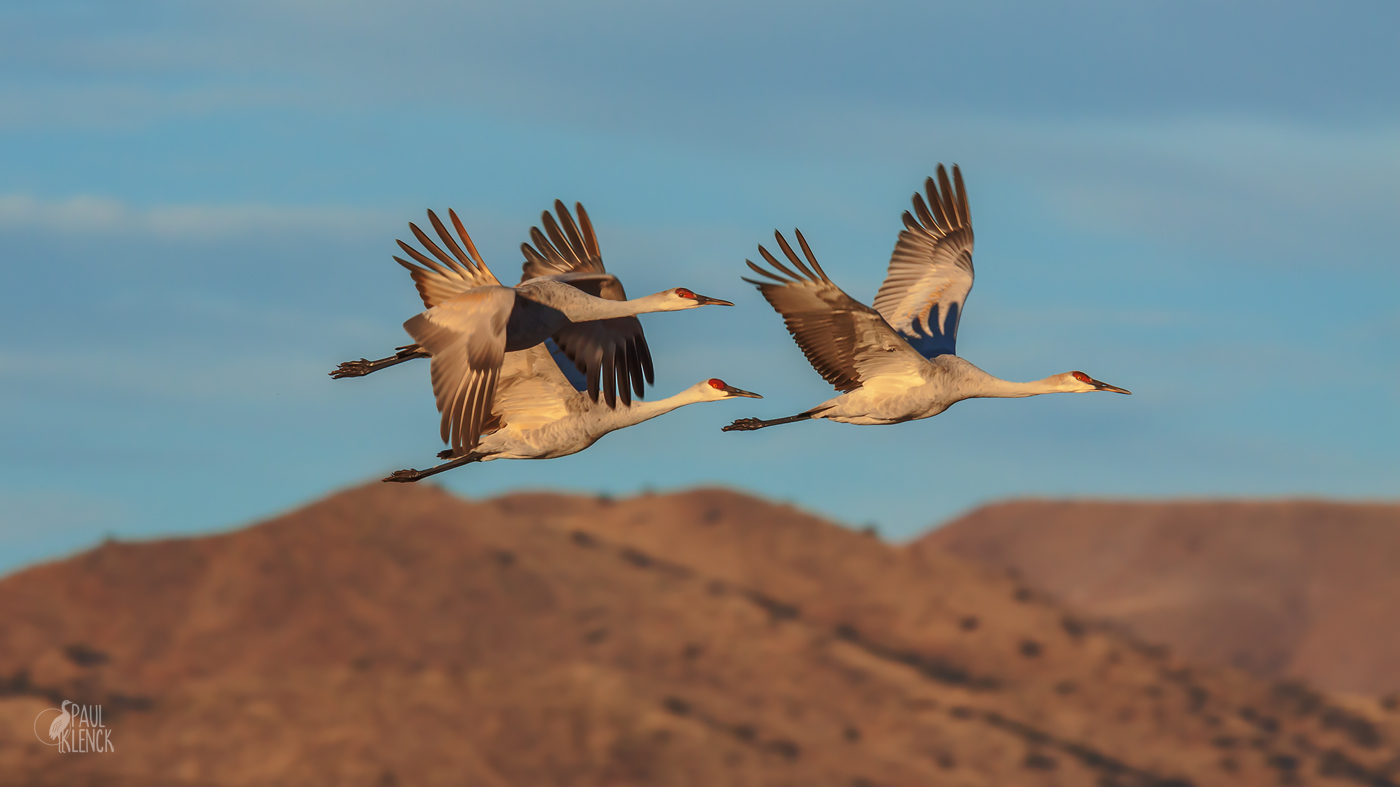 Sandhill Trio