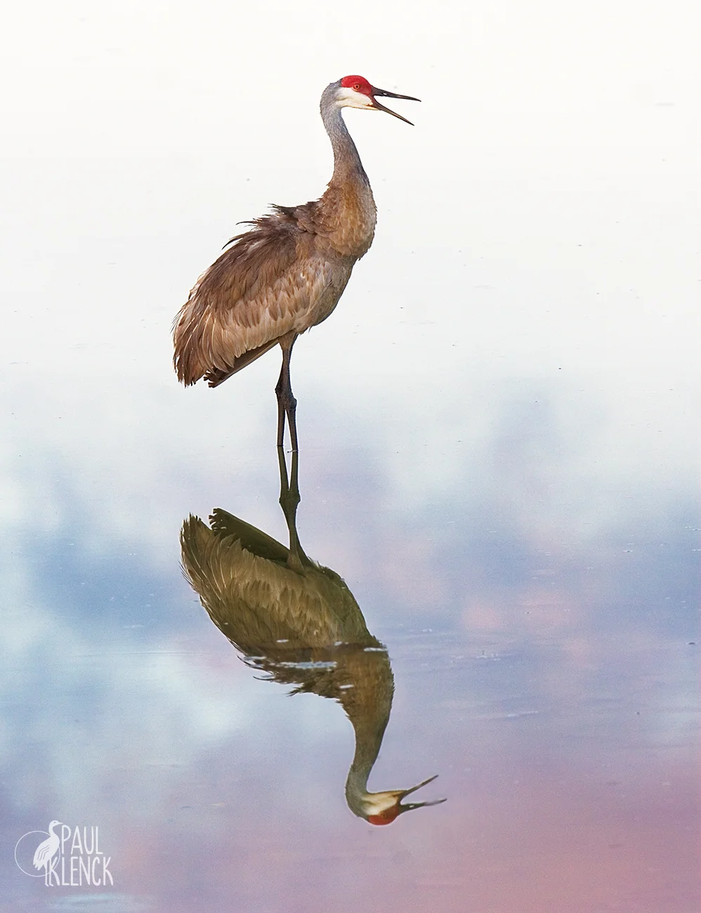 Sandhill reflection 2-26 web.jpg