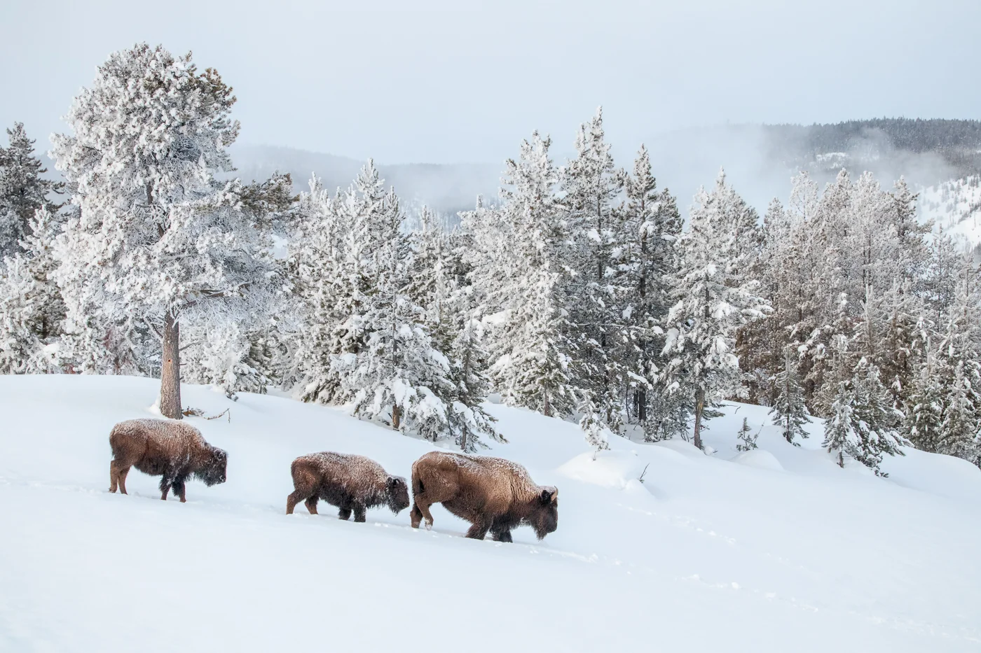 Bison trio, North Geyser basin