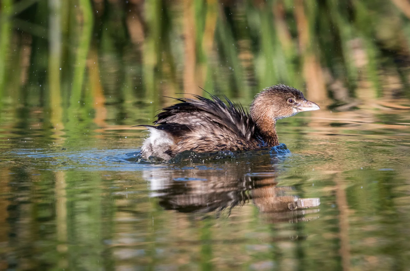 Pied-billed Grebe
