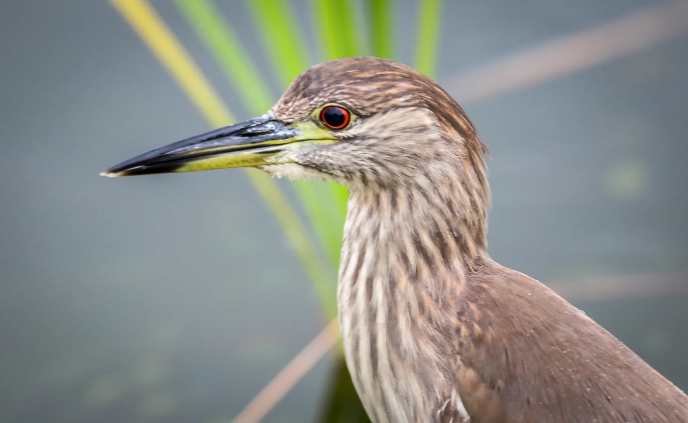Juvenile Black-Crowned Night Heron