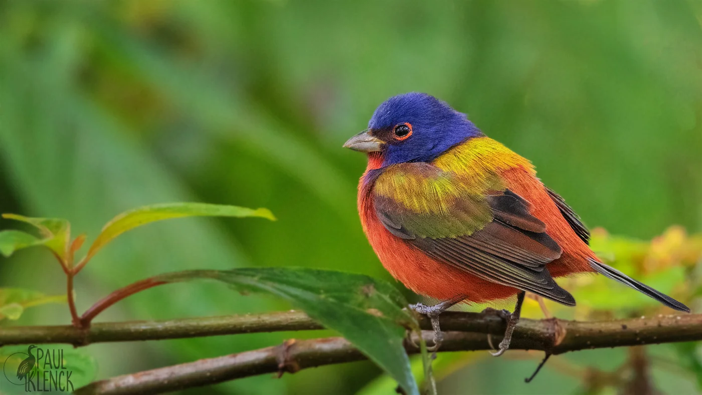 Painted Bunting, Green Cay Wetlands