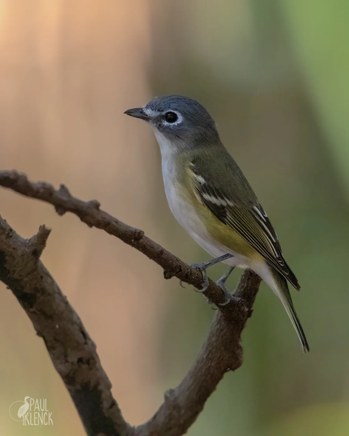 Blue-headed Vireo, Green Cay Wetlands, Florida
