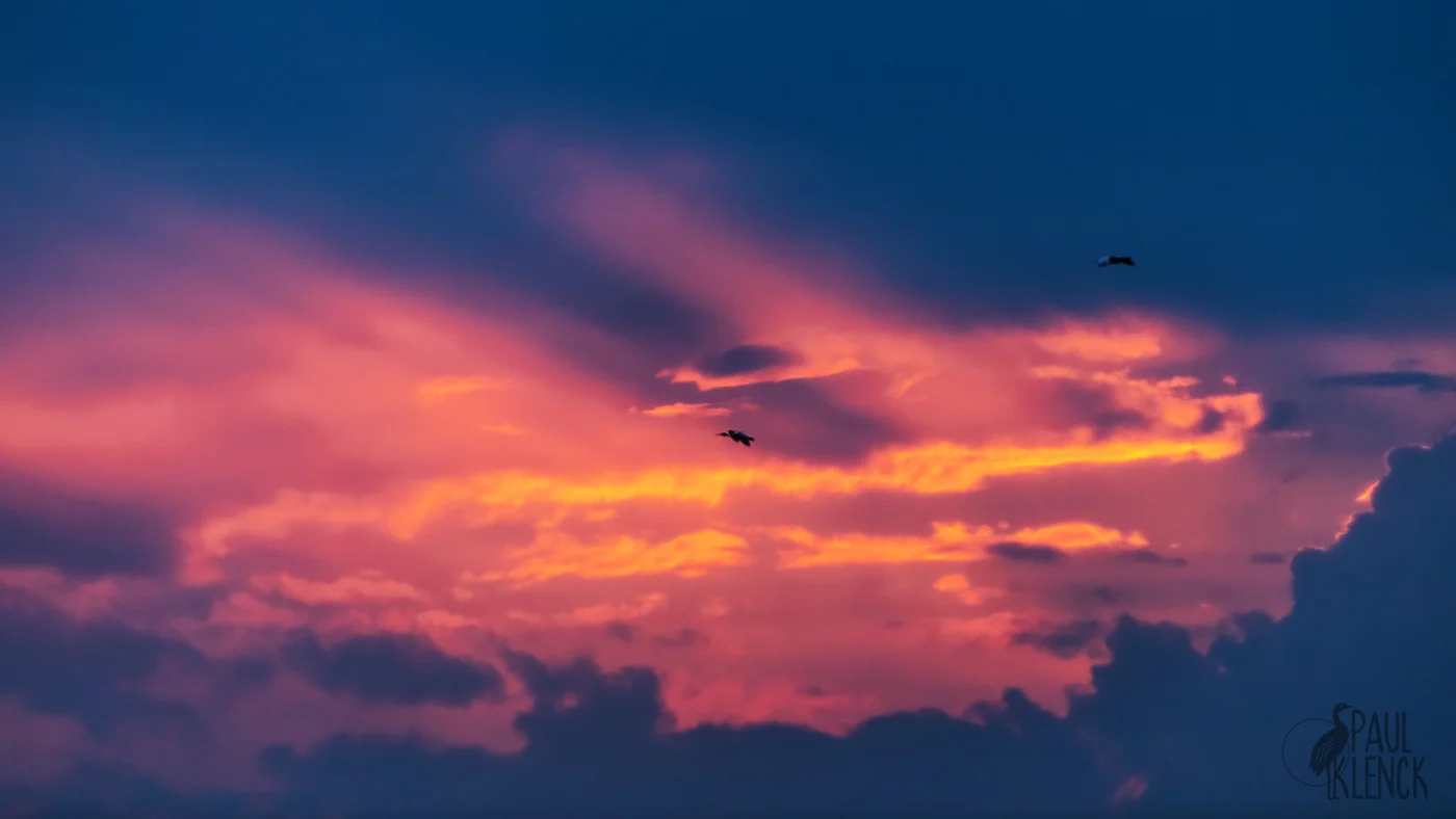 Wood storks following the rays