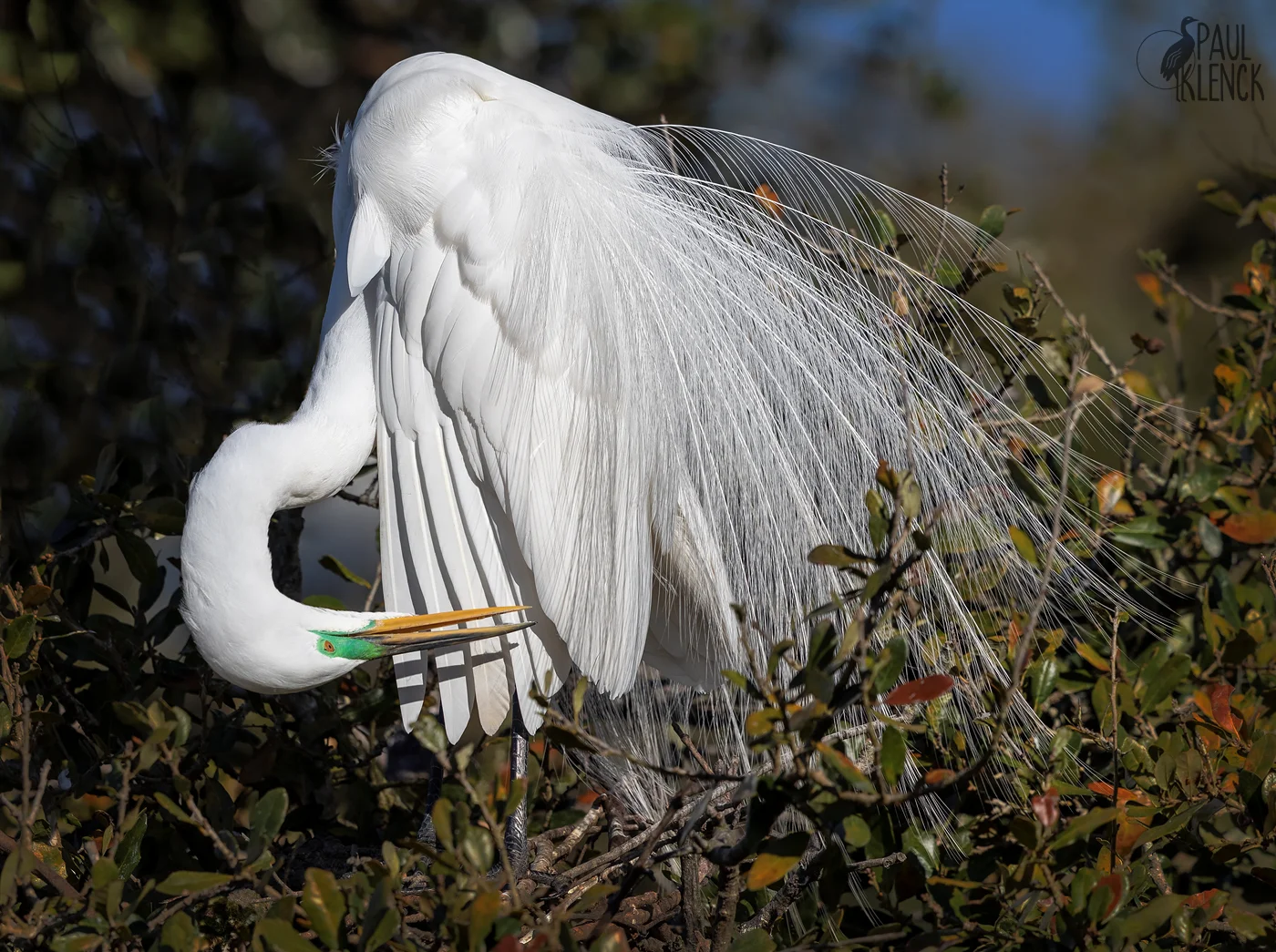Great Heron preening, St. Augustine Alligator Farm