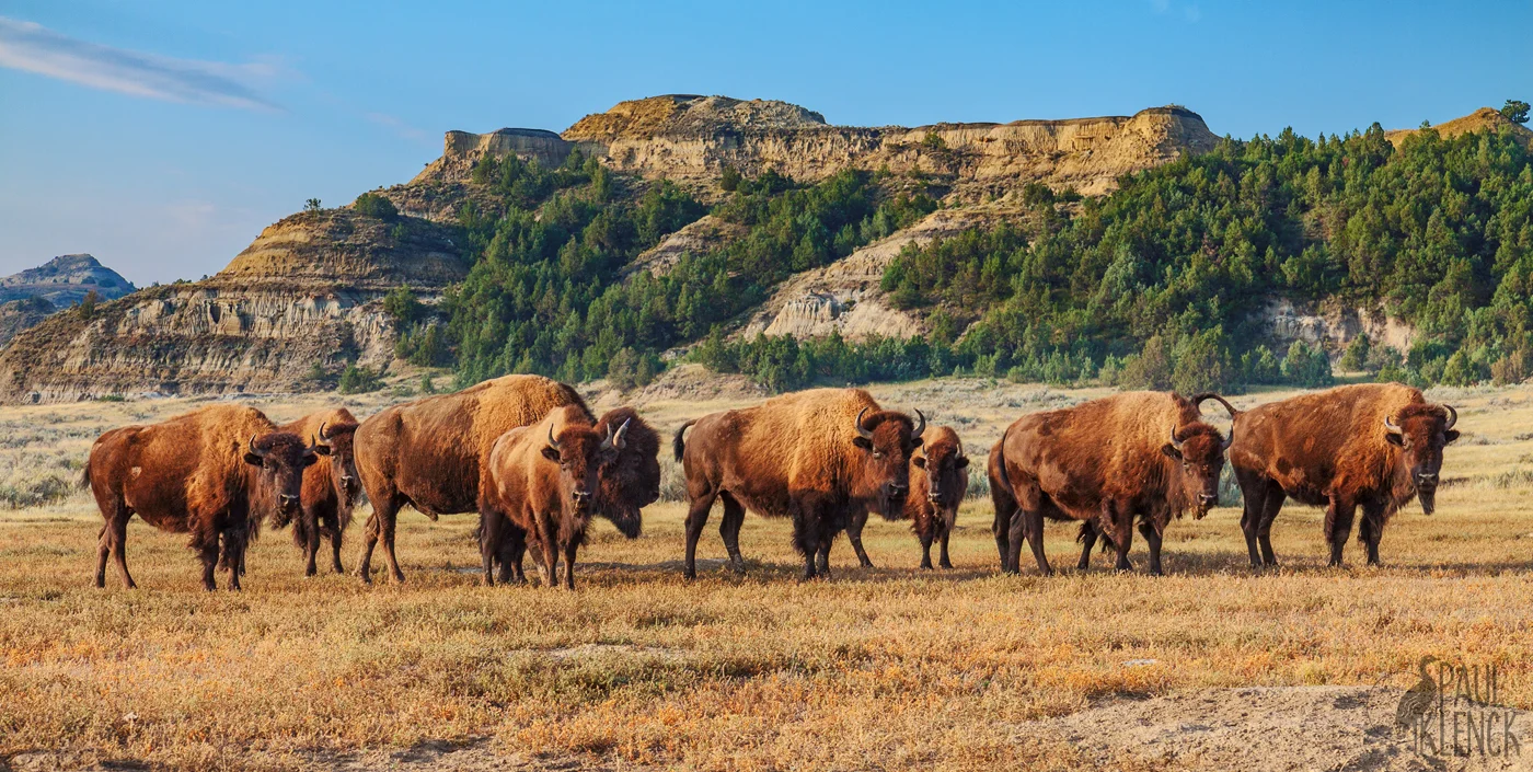 Bison family