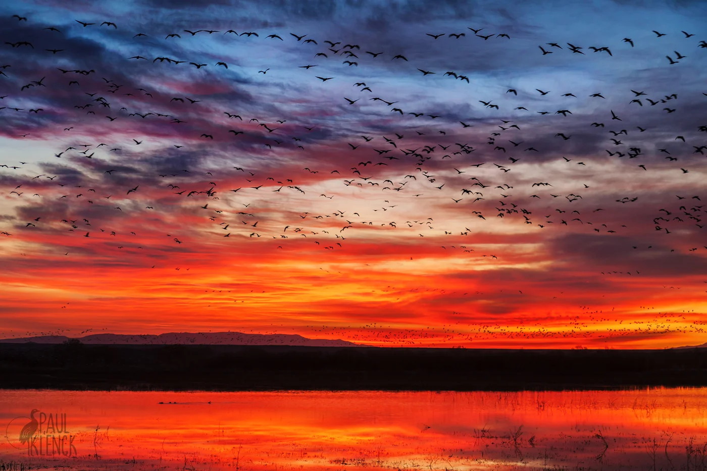 Bosque del Apache, New Mexico