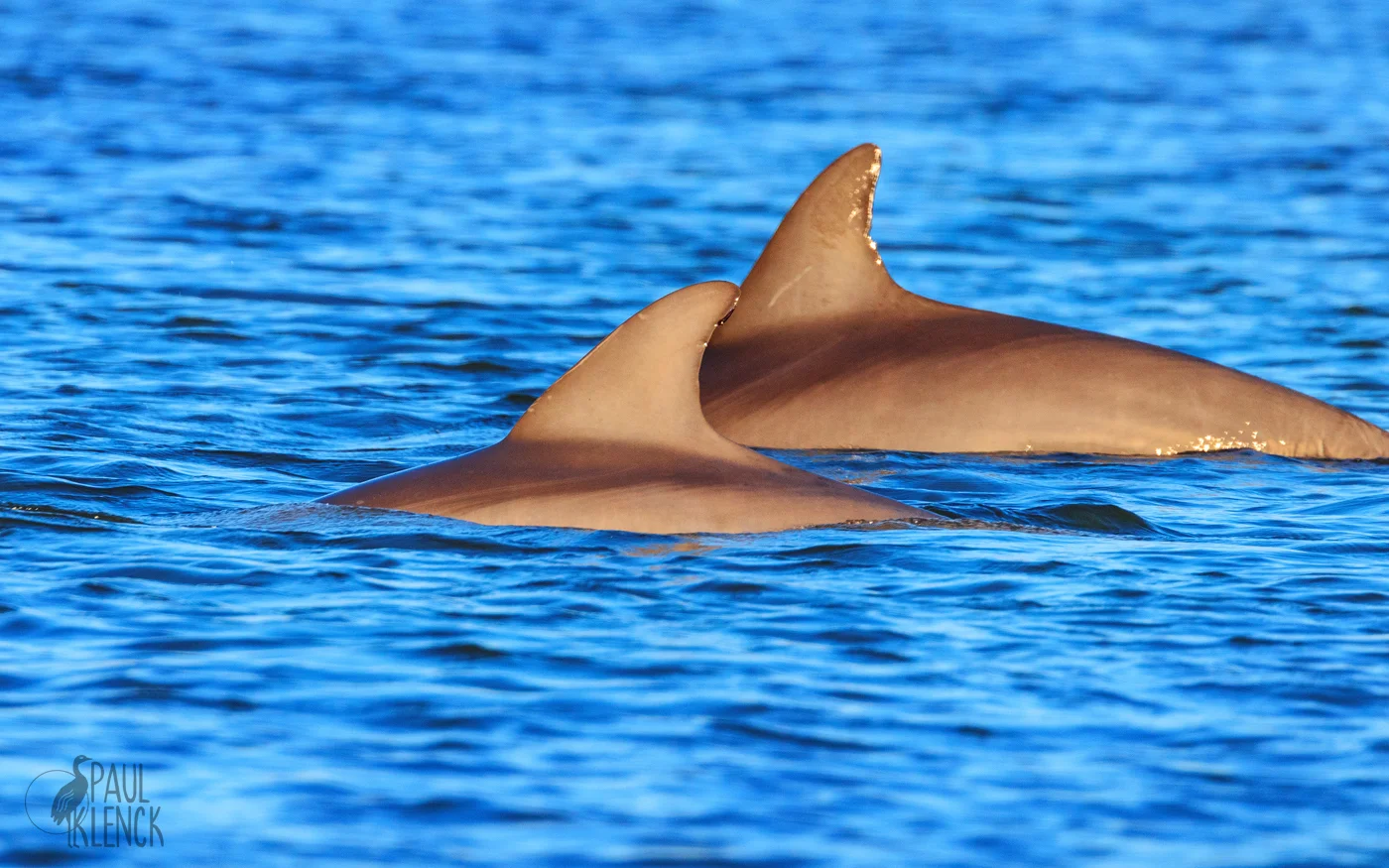 Bottlenose dolphin
