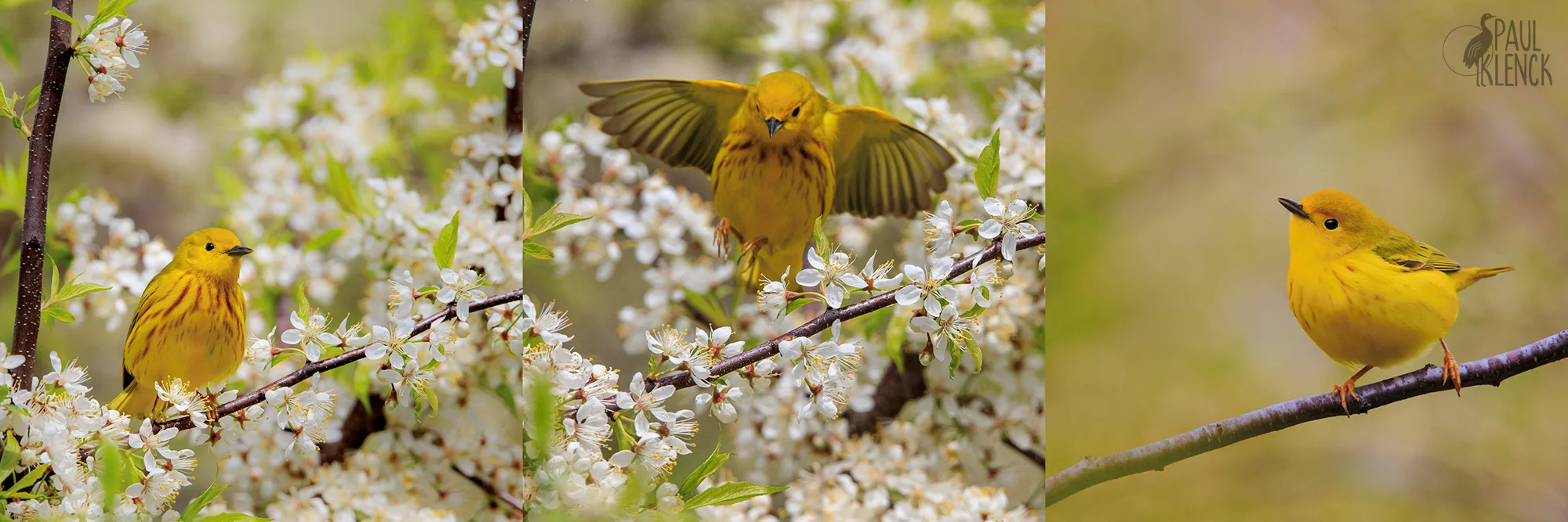 Yellow Warbler