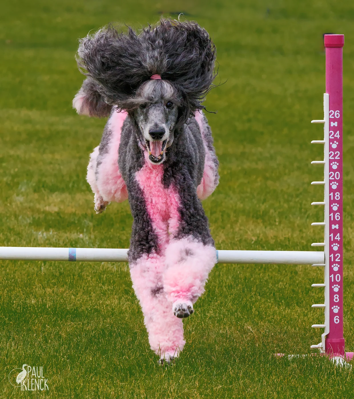 Punkie poodle