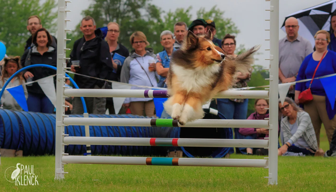 Shetland Sheepdog, aka Sheltie