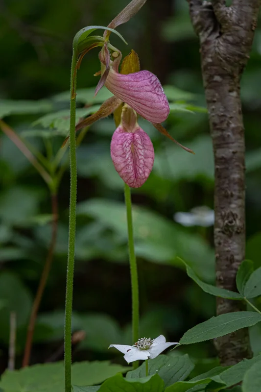 Ladyslippers