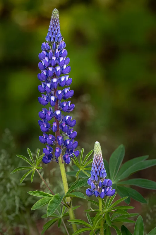 Lupine