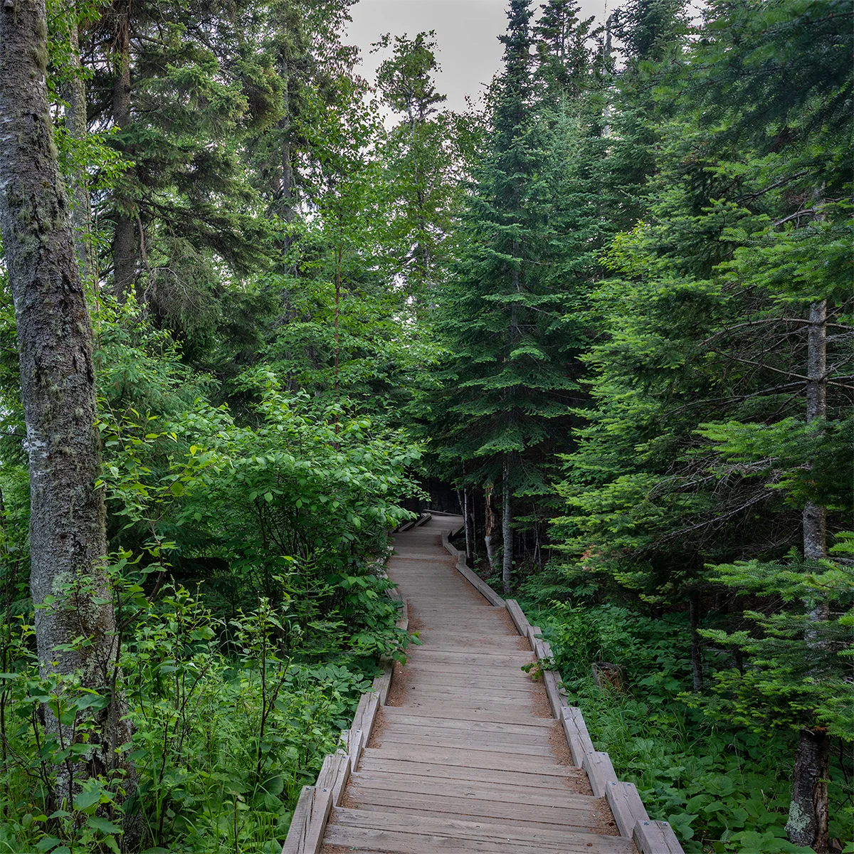 trail_7811.jpg