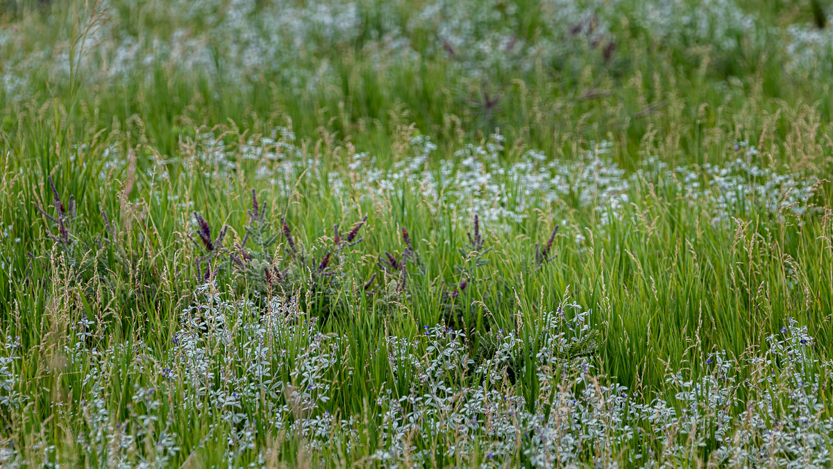 Tallgrass Prairie, Pipestone National Monument, Minnesota