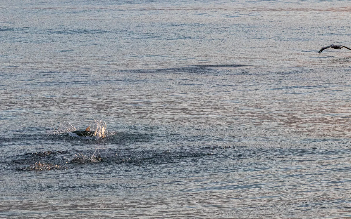 Fish jump beach dolphin-8668.jpg