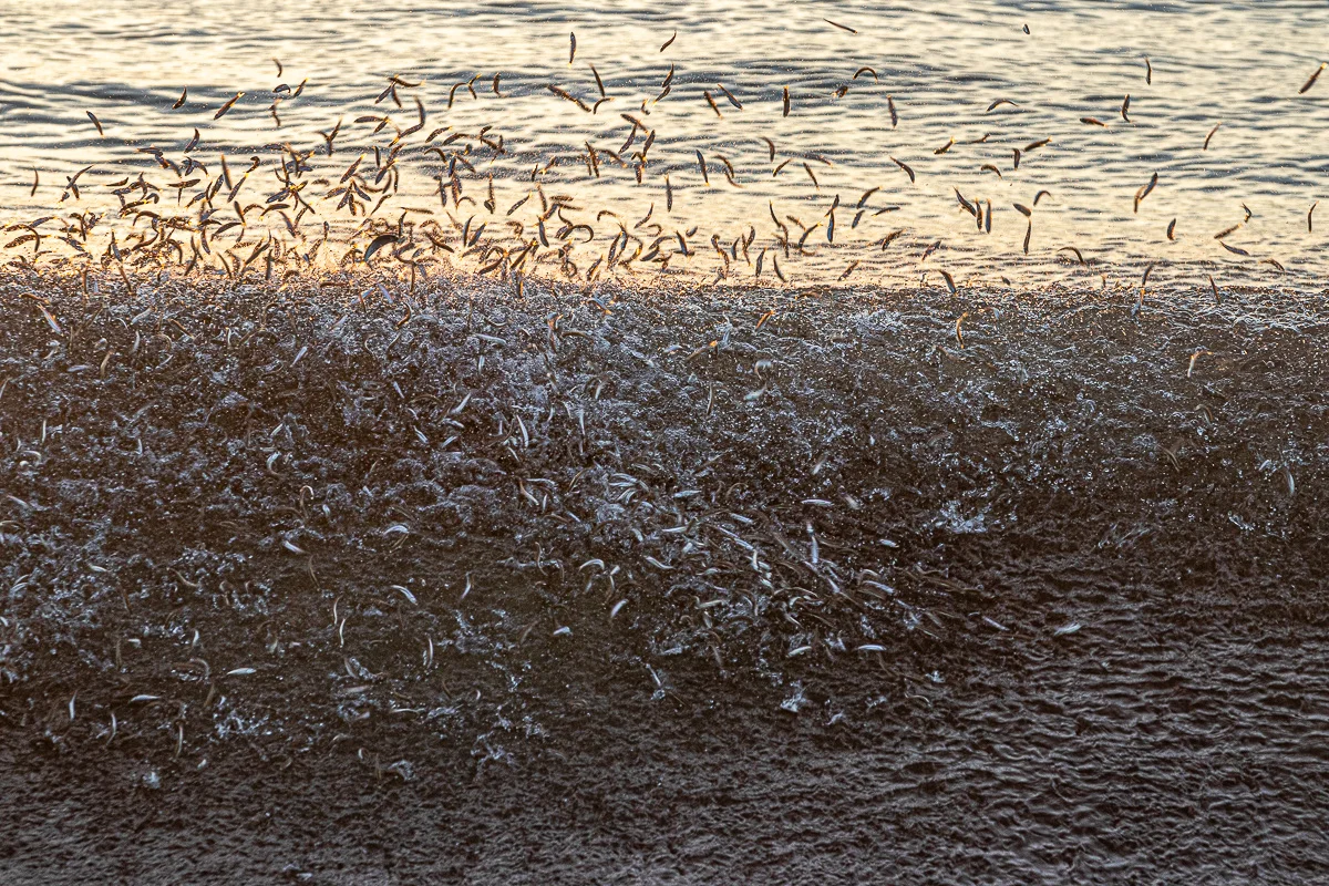 Fish jump beach-8640.jpg