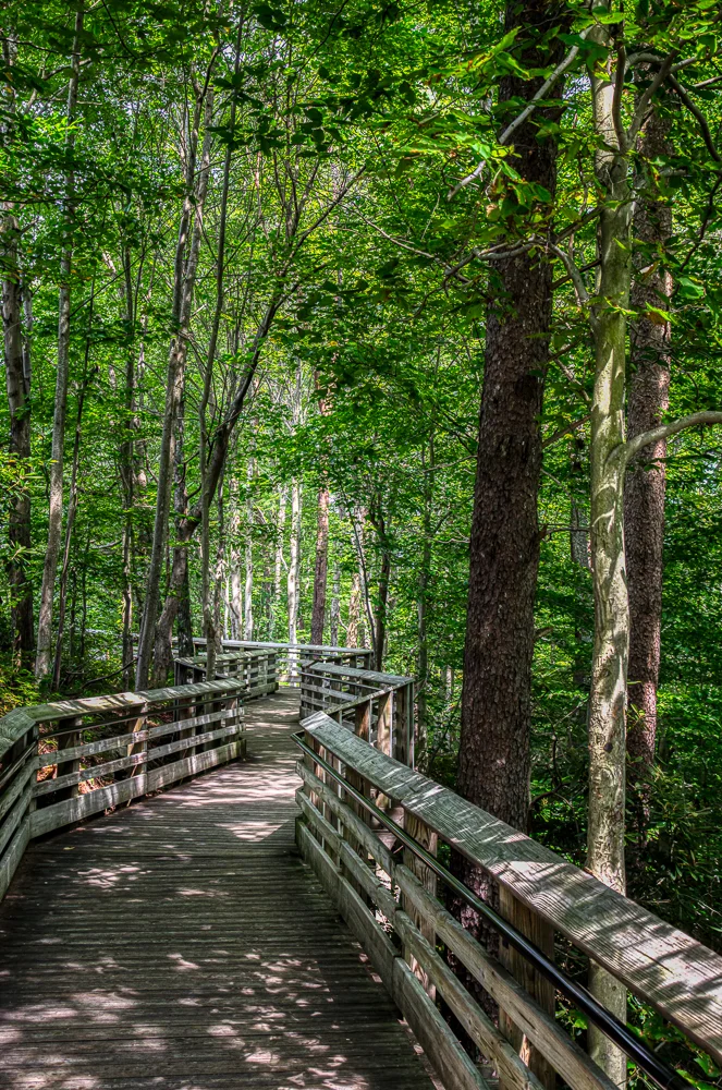 Boardwalk to bridge overview