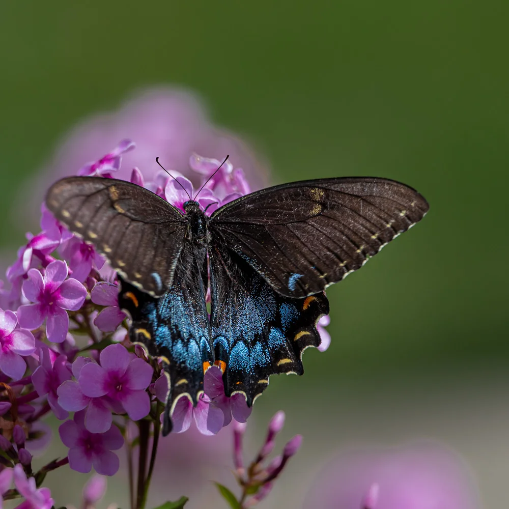 Spicebush swallowtail