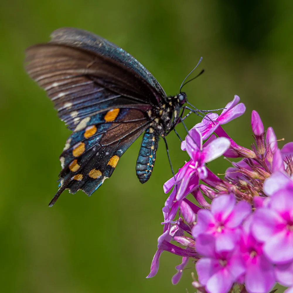 New River spicebush swallowtail-2273.jpg