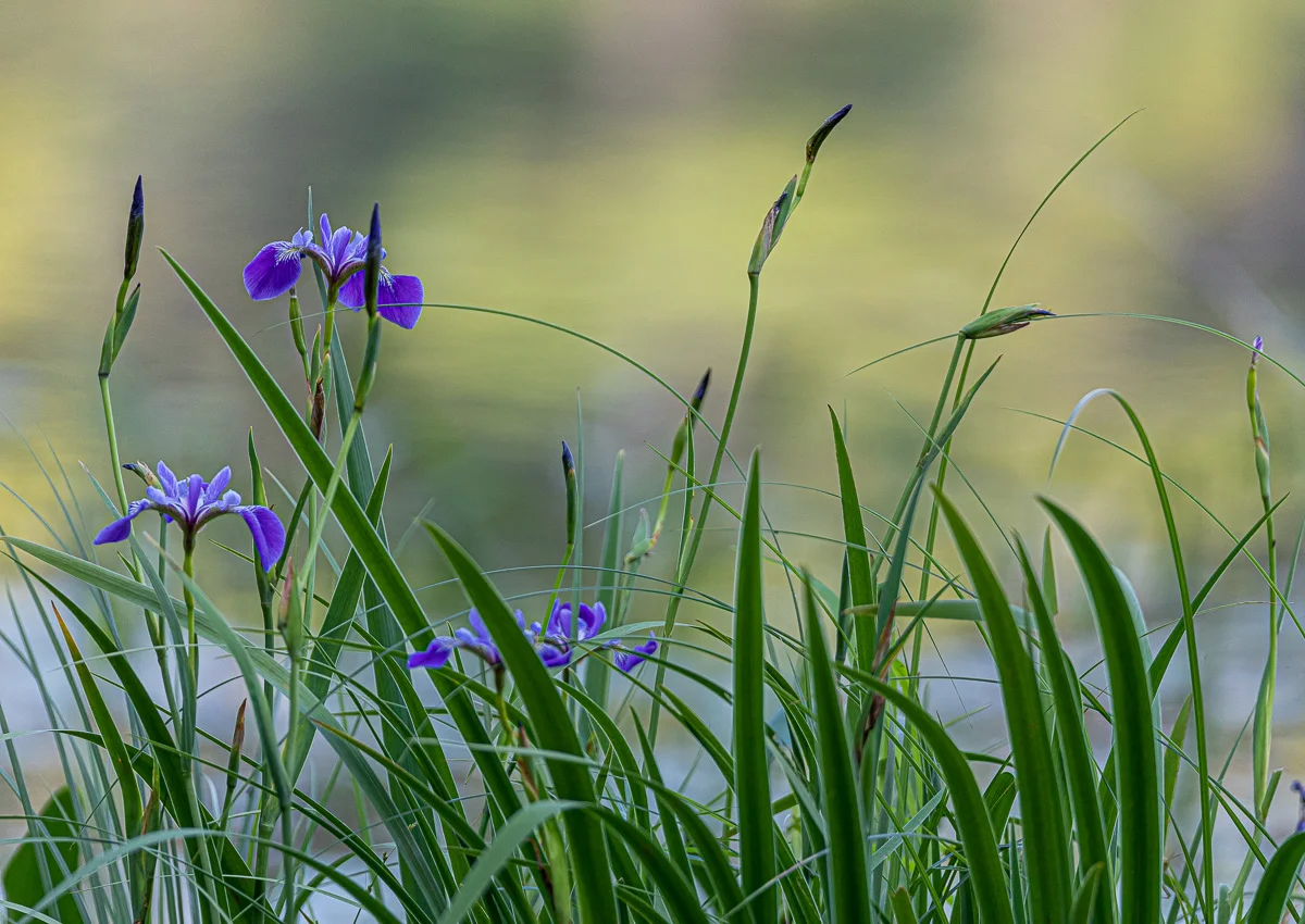 Wisc lake Iris-7187.jpg